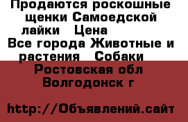 Продаются роскошные щенки Самоедской лайки › Цена ­ 40 000 - Все города Животные и растения » Собаки   . Ростовская обл.,Волгодонск г.